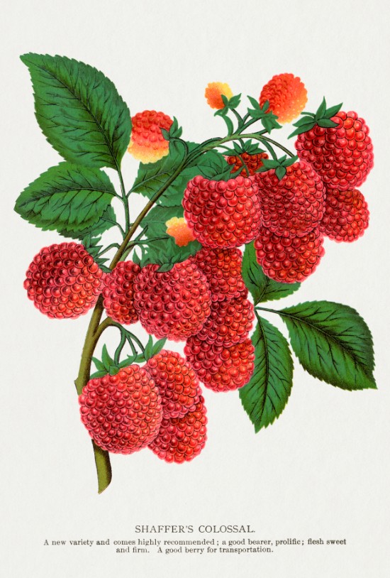 Berry amituff