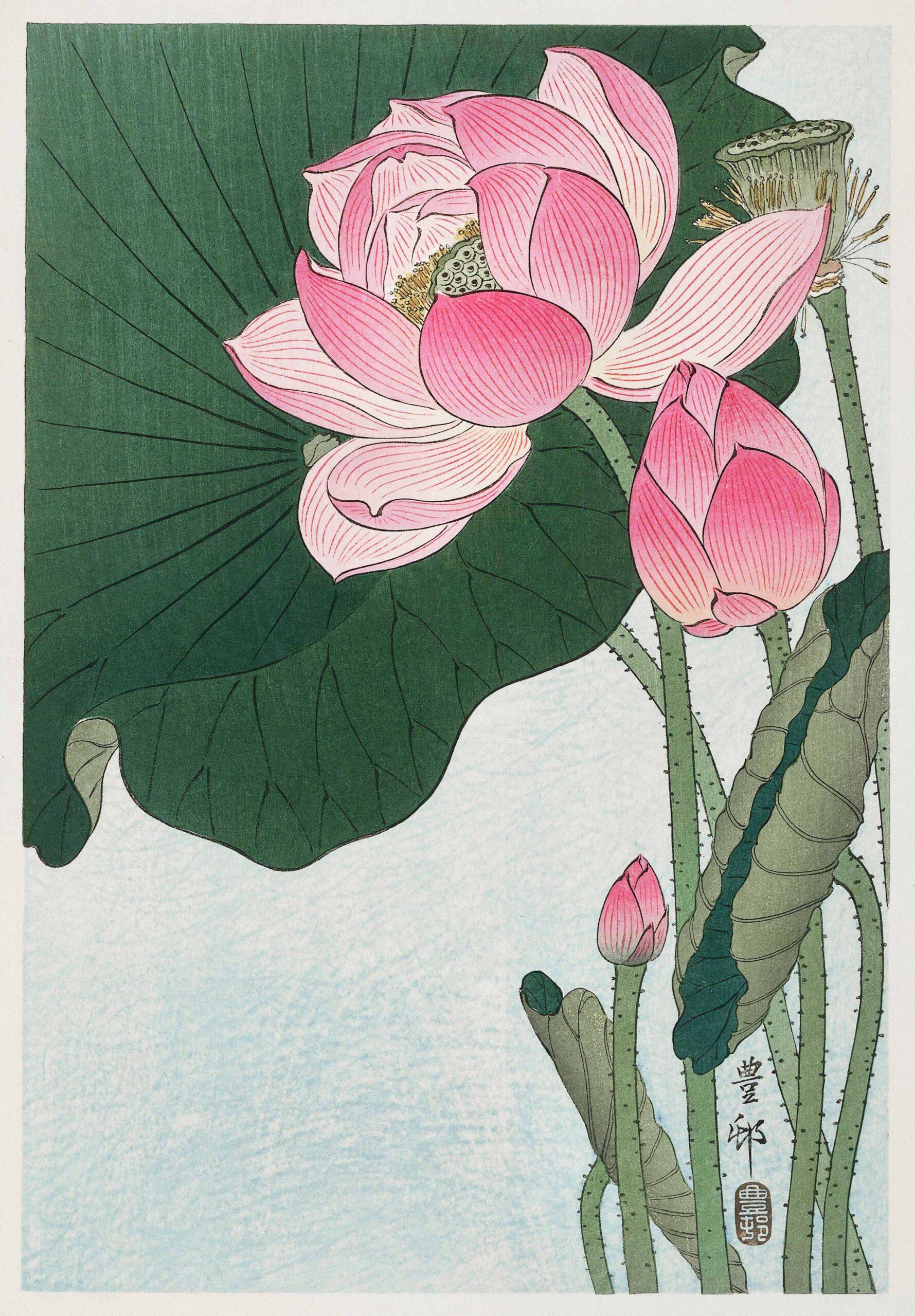 amituff Lotus