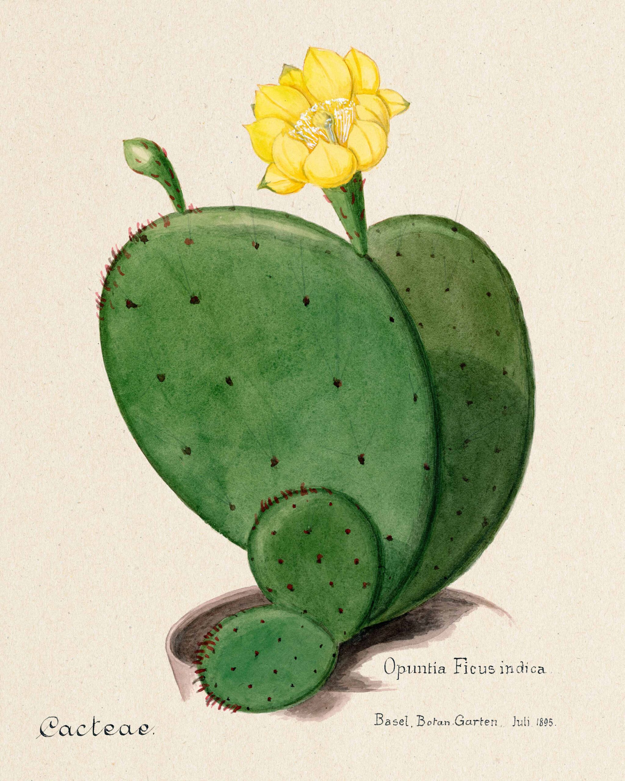 cactus amituff