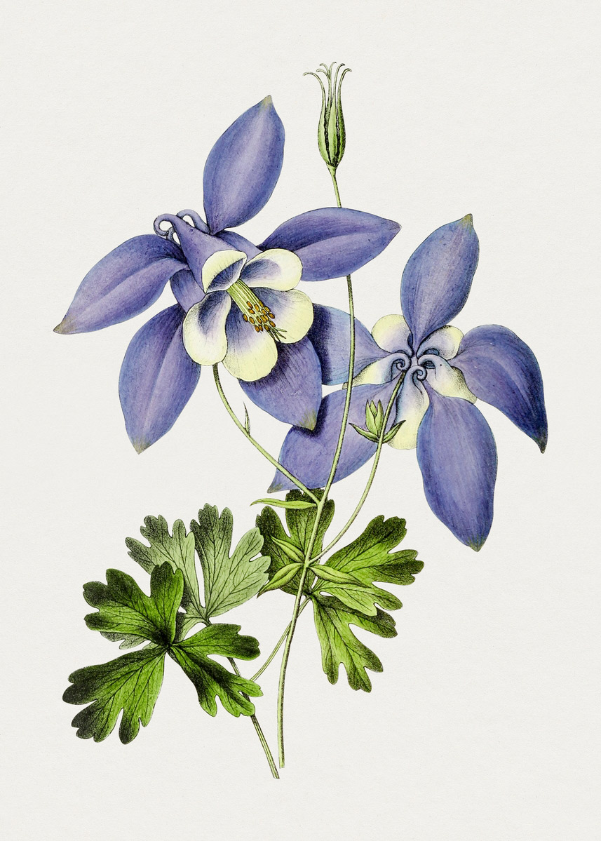 Hand drawn blue columbine flower