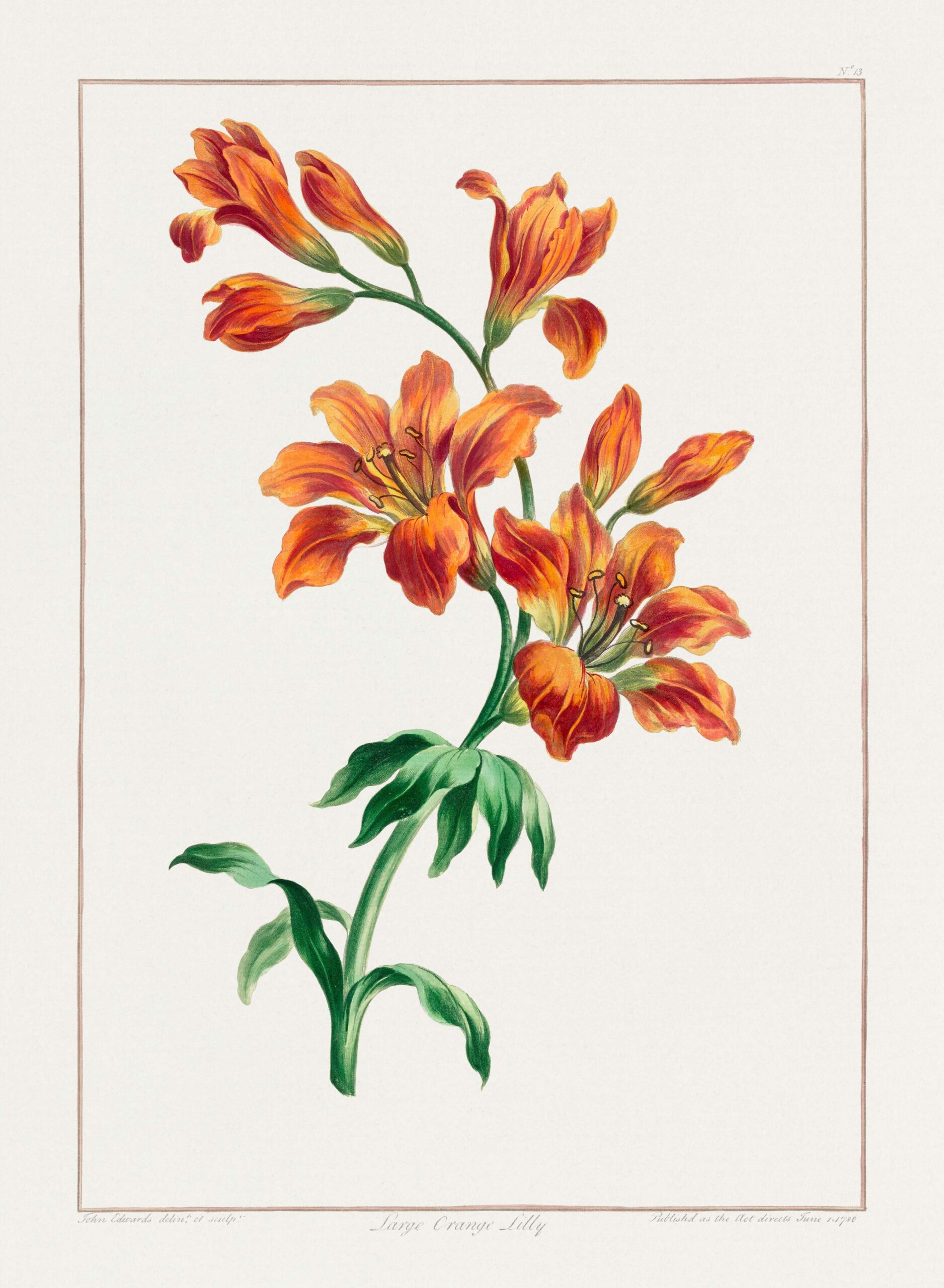 Lily Flower for amituff post